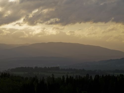 Views over the forest